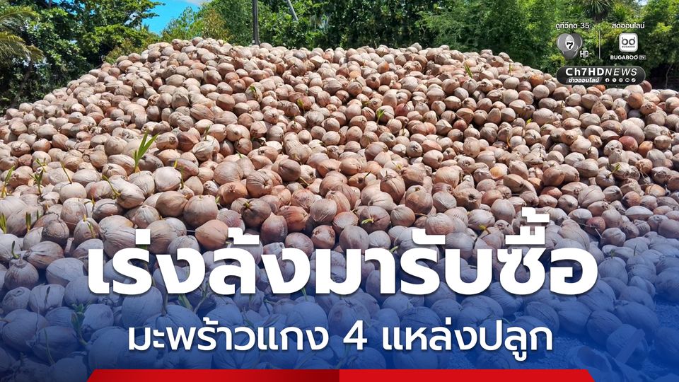 ตั้งเป้า 9 ล้านลูก แก้ปัญหามะพร้าวแกง ตามนโยบายเร่งด่วน “ศุภจี” เผยพาณิชย์จังหวัด 4 จังหวัดแหล่งปลูก เร่งประสานโรงงาน ล้งเข้ารับซื้อ
