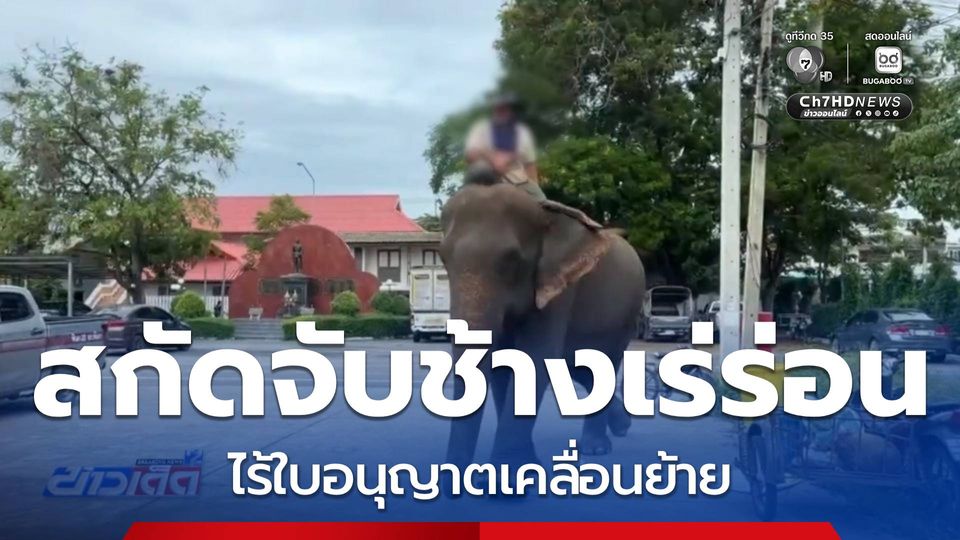 สกัดจับช้างเร่ร่อน พบไร้ใบอนุญาตเคลื่อนย้าย