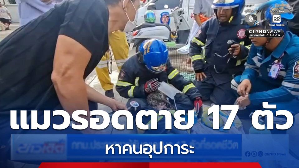 กทม.ประกาศหาผู้รับดูแลแมว 17 ตัวที่รอดชีวิต