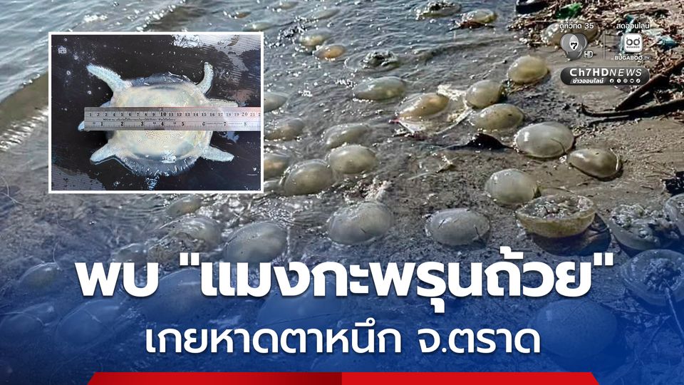 กรมทะเลฯ ลงพื้นที่ตรวจสอบ พบ "แมงกะพรุนถ้วย" เป็นชนิดที่มีพิษไม่รุนแรง เกยบริเวณหาดตาหนึก จ.ตราด 