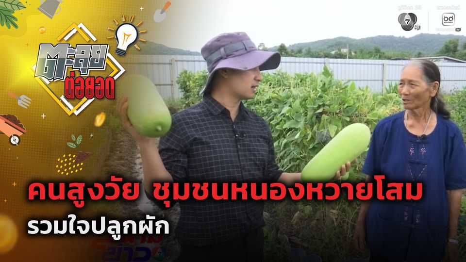 ตะลุยต่อยอด : คนสูงวัย ชุมชนหนองหวายโสม รวมใจปลูกผัก
