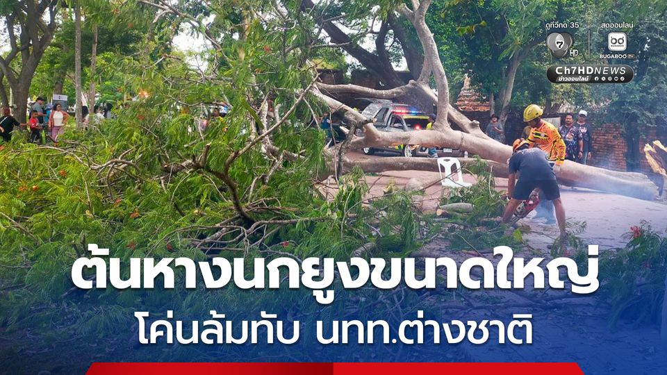 ต้นหางนกยูงขนาดใหญ่ข้างวัดพระศรีสรรเพชญ์โค่นล้มทับ นทท.ต่างชาติ เจ็บ 4 คน