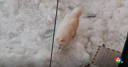 จนท.เรือตัดน้ำแข็งเร่งช่วยเหลือสุนัขที่อยู่บนทะเลสาบน้ำแข็งในอาร์กติก