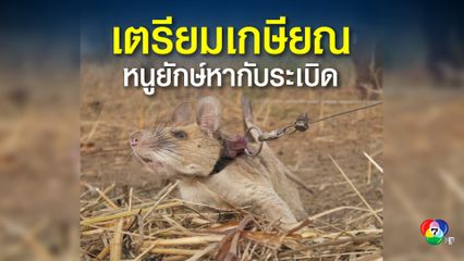 มากาวา เจ้าหนูยักษ์ เตรียมเกษียณ หลังปฏิบัติหน้าที่หากับระเบิดมานาน 5 ปี