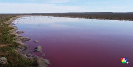 ทะเลสาบแห่งหนึ่งในอาร์เจนตินา เปลี่ยนเป็นสีชมพูเนื่องจากสารเคมีปล่อยมาจากโรงงานประมง