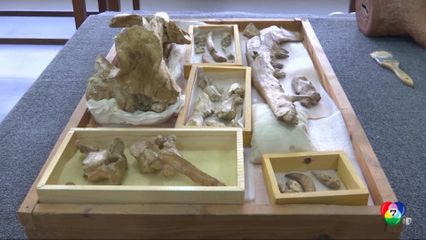 นักวิทย์ฯอียิปต์ พบฟอสซิลวาฬ 4 ขา สัตว์โบราณอายุกว่า 43 ล้านปี