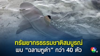 หลังปิดอ่าวมาหยา 3 ปี ธรรมชาติได้ฟื้นตัว พบฝูงฉลามหูดำกว่า 40 ตัว