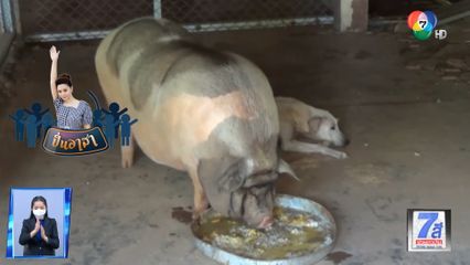 ปิ่นอาสา : หมูกับหมาอยู่ด้วยกันฉันท์เพื่อน กินข้าวก้นบาตรพระ