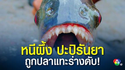 หนุ่มบราซิลหนีฝูงผึ้งโดดลงทะเลน้ำ สุดท้ายโดนฝูงปลาปิรันยารุมกัดดับ
