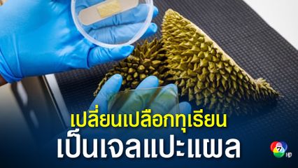 สิงคโปร์เปลี่ยนเปลือกทุเรียน เป็นเจลผ้าพันแผล