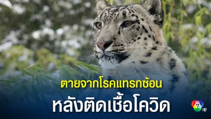เสือดาวหิมะ 3 ตัวในสหรัฐฯ ตายจากโรคแทรกซ้อนหลังติดเชื้อโควิด