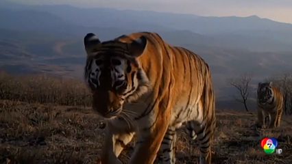 พบเสือโคร่งไซบีเรีย สัตว์ใกล้สูญพันธุ์ เดินเพ่นพ่านที่จีน