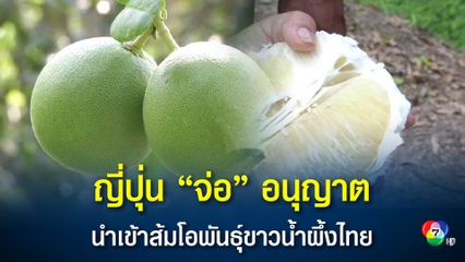 DITP แจ้งข่าวดี ญี่ปุ่นเตรียมอนุญาตนำเข้าส้มโอพันธุ์ขาวน้ำผึ้งจากไทย