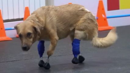 สัตวแพทย์ทำขาเทียมให้สุนัขขาพิการทั้ง 4 ข้าง ในรัสเซีย