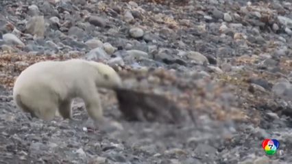 เผยภาพหาชมยาก หมีขั้วโลกล่ากวางเรนเดียร์ในน้ำ เพื่อเป็นอาหาร