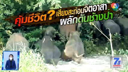 Green Report : คุ้มชีวิต? เสียงสะท้อนจิตอาสาผลักดันช้างป่า