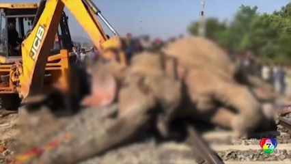 รถไฟชนช้างป่าตาย 2 ตัว ขณะเดินข้ามทางรถไฟ ที่อินเดีย