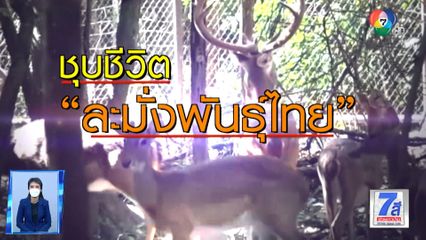 Green Report : ชุบชีวิตสัตว์สูญพันธุ์ ละมั่งพันธุ์ไทย