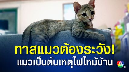 ผู้เลี้ยงแมวให้ระวัง หลังพบว่าแมวเป็นต้นเหตุของเพลิงไหม้บ้าน