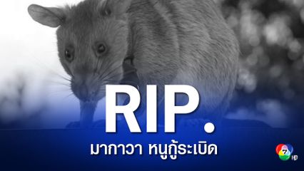 มากาวา หนูยักษ์แทนซาเนีย หนูกู้ระเบิดได้สิ้นใจแล้วด้วยวัย 8 ปี