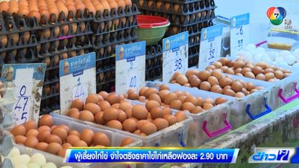 ผู้เลี้ยงไก่ไข่ จำใจตรึงราคาไข่ไก่เหลือฟองละ 2.90 บาท
