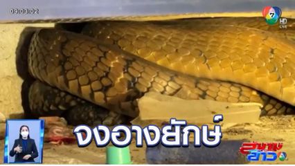 ภาพเป็นข่าว : ระทึก! งูจงอางยักษ์เลื้อยเข้าบ้าน เคราะห์ดีหนีได้ทัน