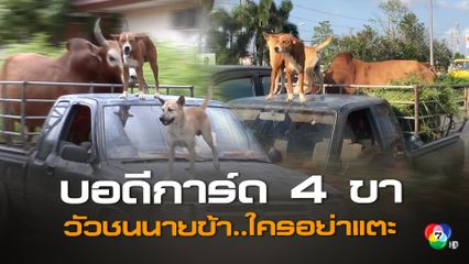 ภาพน่ารัก บอดีการ์ด 4 ขา น้องหมาพันธุ์ไทยเพศผู้ 2 ตัว ตามติดเจ้านายช่วยเลี้ยงวัวชน คอยเฝ้ารถ อารักขาวัว ใครแปลกหน้ามาใกล้คอยเห่าแจ้งเตือน