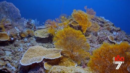 แนวปะการังใต้ทะเล ยาวกว่า 3 กิโลเมตร