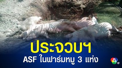 ประจวบฯ พบ ASF ระบาดในฟาร์มหมู 3 แห่ง ทำลายสุกร 117 ตัว