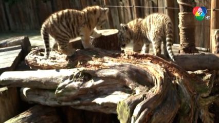 สวนสัตว์จีน เปิดให้ยลโฉม ลูกเสือโคร่งแฝด