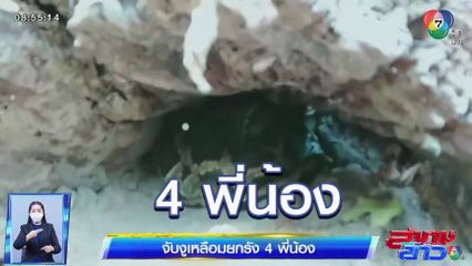 ภาพเป็นข่าว : ผงะ! จับงูเหลือมยกรัง 4 พี่น้อง นอนซุกอยู่ในโพรงไม้หลังบ้าน