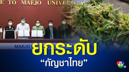 แม่โจ้จับมือกรมการแพทย์แผนไทยฯ ยกระดับ "กัญชาไทย" เป็นพืชเศรษฐกิจ