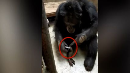 ชิมแปนซี แสนรู้ ในสวนสัตว์ของจีน