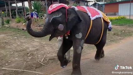 ช้างพังน้ำฝน โชว์ลีลาดรัมเมเจอร์สุดน่ารัก