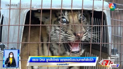 ตรวจ DNA ลูกเสือโคร่ง ขยายผลจับขบวนการค้าสัตว์ป่า จ.นครราชสีมา