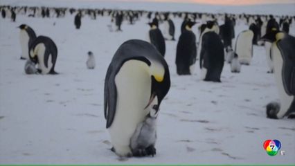 ผู้เชี่ยวชาญชี้ เพนกวินจักรพรรดิ กำลังเสี่ยงสูญพันธุ์