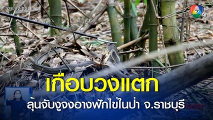 ภาพเป็นข่าว : เกือบวงแตก ลุ้นจับงูจงอางฟักไข่ในป่า จ.ราชบุรี