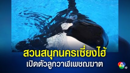 สวนสนุกในนครเซี่ยงไฮ้ ประเทศจีน เปิดตัวลูกวาฬเพชฌฆาต