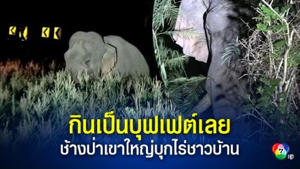 เจ้างาบิ่น ช้างป่าเขาใหญ่ บุกกินข้าวโพดชาวบ้าน สุดด้านไล่นานเป็นชั่วโมงจึงยอมถอยหนี