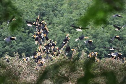 ฝูงนกเงือกกรามช้างปากเรียบ บินโชว์ตัวเหนือผืนป่า รอยต่อ 2 จังหวัด "ระนอง-ชุมพร"
