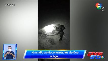 ภาพเป็นข่าว : เต่าทะเลขึ้นวางไข่บนหาดแหลมสน ต่อเนื่อง จ.สตูล