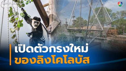 สวนสัตว์ลอนดอน เปิดตัวกรงใหม่ของลิงโคโลบัส