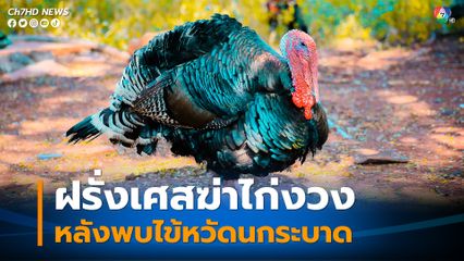 ฝรั่งเศสฆ่าไก่งวงอย่างน้อย 8,000 ตัว หลังพบไข้หวัดนกระบาด