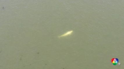 เร่งช่วยวาฬพลัดหลงเข้าไปในแม่น้ำที่ฝรั่งเศส