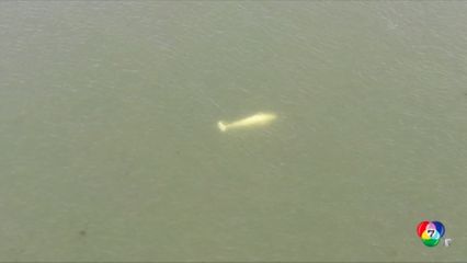 เร่งช่วยวาฬพลัดหลงเข้าไปในแม่น้ำที่ฝรั่งเศส