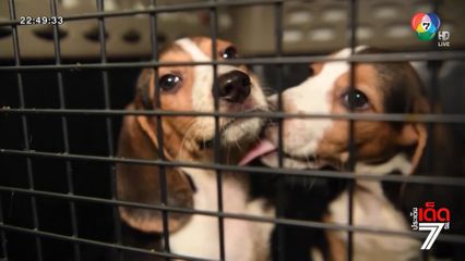 ช่วยสุนัขบีเกิลกว่า 4,000 ตัว พ้นเป็นเหยื่อในห้องทดลอง