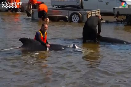 วาฬเกยตื้น 230 ตัว จนท.ช่วยกลับสู่ทะเล พบเหลือรอด 35 ตัว