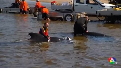 เจ้าหน้าที่เร่งช่วยเหลือ วาฬเกยตื้น กลับสู่ทะเลในออสเตรเลีย