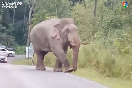 ช้างป่าเขาใหญ่ โผล่โชว์ตัวเดินขวางถนน ภายในอุทยานแห่งชาติเขาใหญ่
