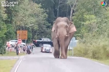 ช้างป่าเขาใหญ่ โผล่โชว์ตัวเดินขวางถนน ภายในอุทยานแห่งชาติเขาใหญ่